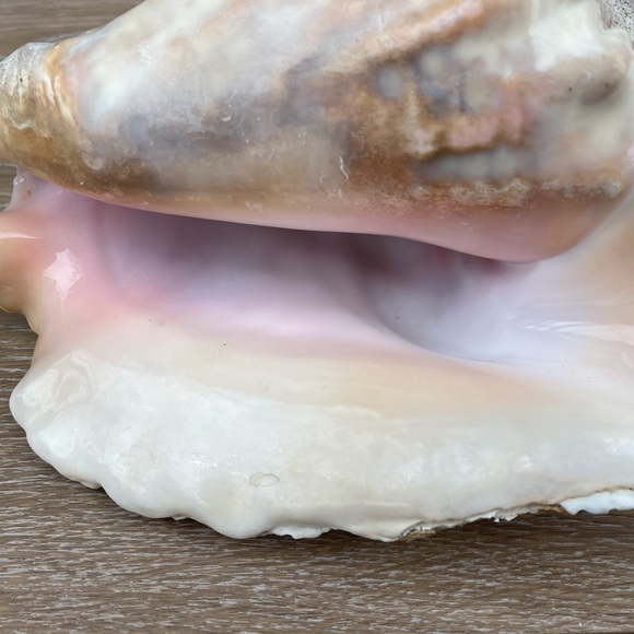 Large Conch Seashell - Picture 8 of 11